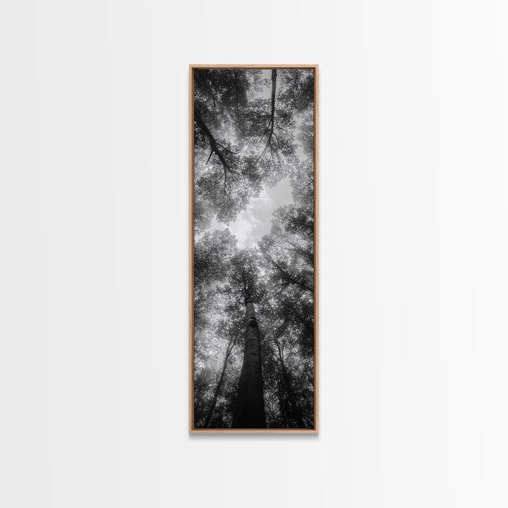 Forest Canopy, Nature Perspective, Tranquil Trees, Black and White, Framed Canvas Print, Cabin Wall Art, Scandinavian Decor, Minimalist Style