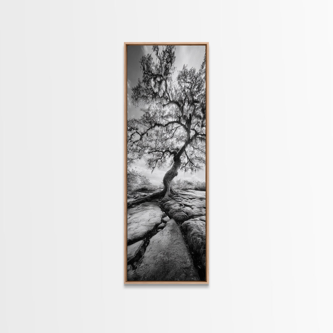 Wisdom Oak Tree, Forest Roots, Ancient Energy, Framed Canvas Print, Rustic Living Room Wall Art, Nature Inspired, Boho Woodland Art