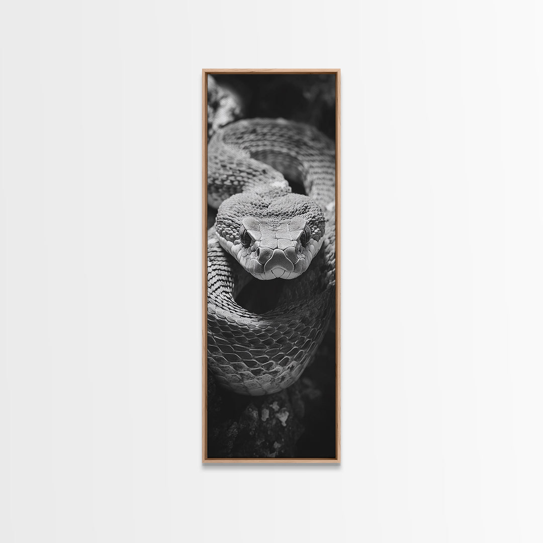 Coiled Snake, Wild Reptile, Black and White Snake, Fierce Eyes, Framed Canvas Print, Nature Lover Wall Art, Masculine Office Decor