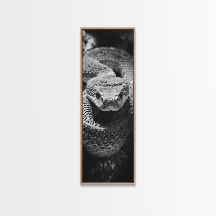 Coiled Snake, Wild Reptile, Black and White Snake, Fierce Eyes, Framed Canvas Print, Nature Lover Wall Art, Masculine Office Decor