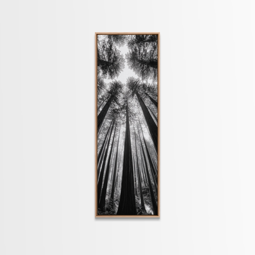 Redwood Forest, Sunlight Trees, Nature Canopy, Canvas Print, Serene Woodland Art, Cabin Wall Decor, Black and White Forest Art, Bedroom Wall Art