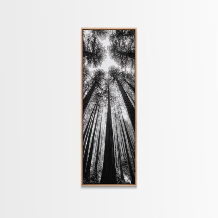 Redwood Forest, Sunlight Trees, Nature Canopy, Canvas Print, Serene Woodland Art, Cabin Wall Decor, Black and White Forest Art, Bedroom Wall Art