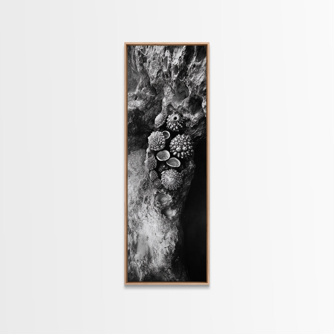 Tide Pool Life, Sea Creatures, Textured Nature, Ocean Details, Shell Art, Framed Canvas Print, Bathroom Wall Art, Coastal Boho Vibes