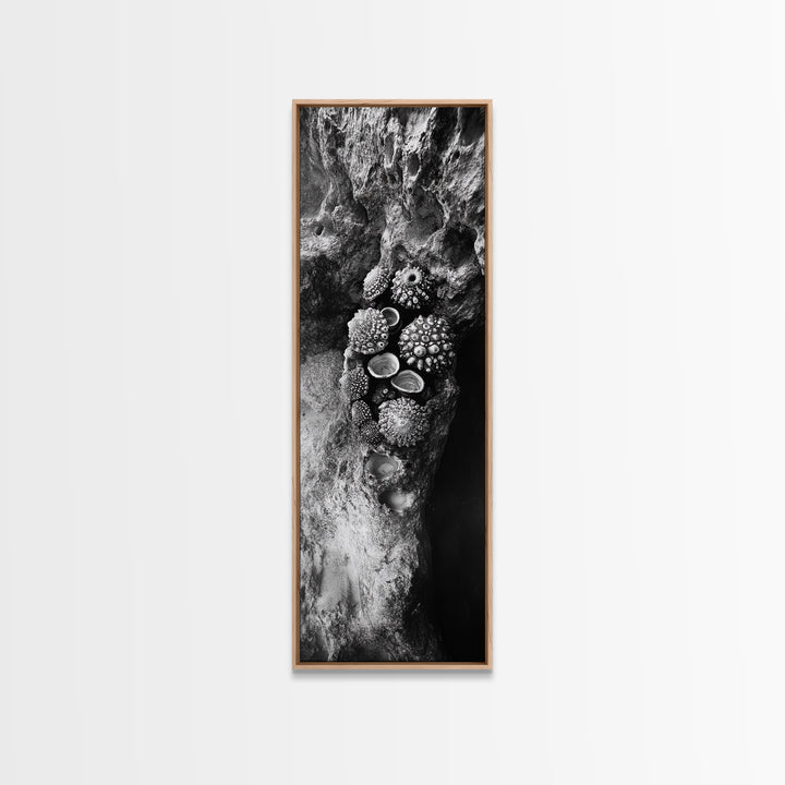 Tide Pool Life, Sea Creatures, Textured Nature, Ocean Details, Shell Art, Framed Canvas Print, Bathroom Wall Art, Coastal Boho Vibes