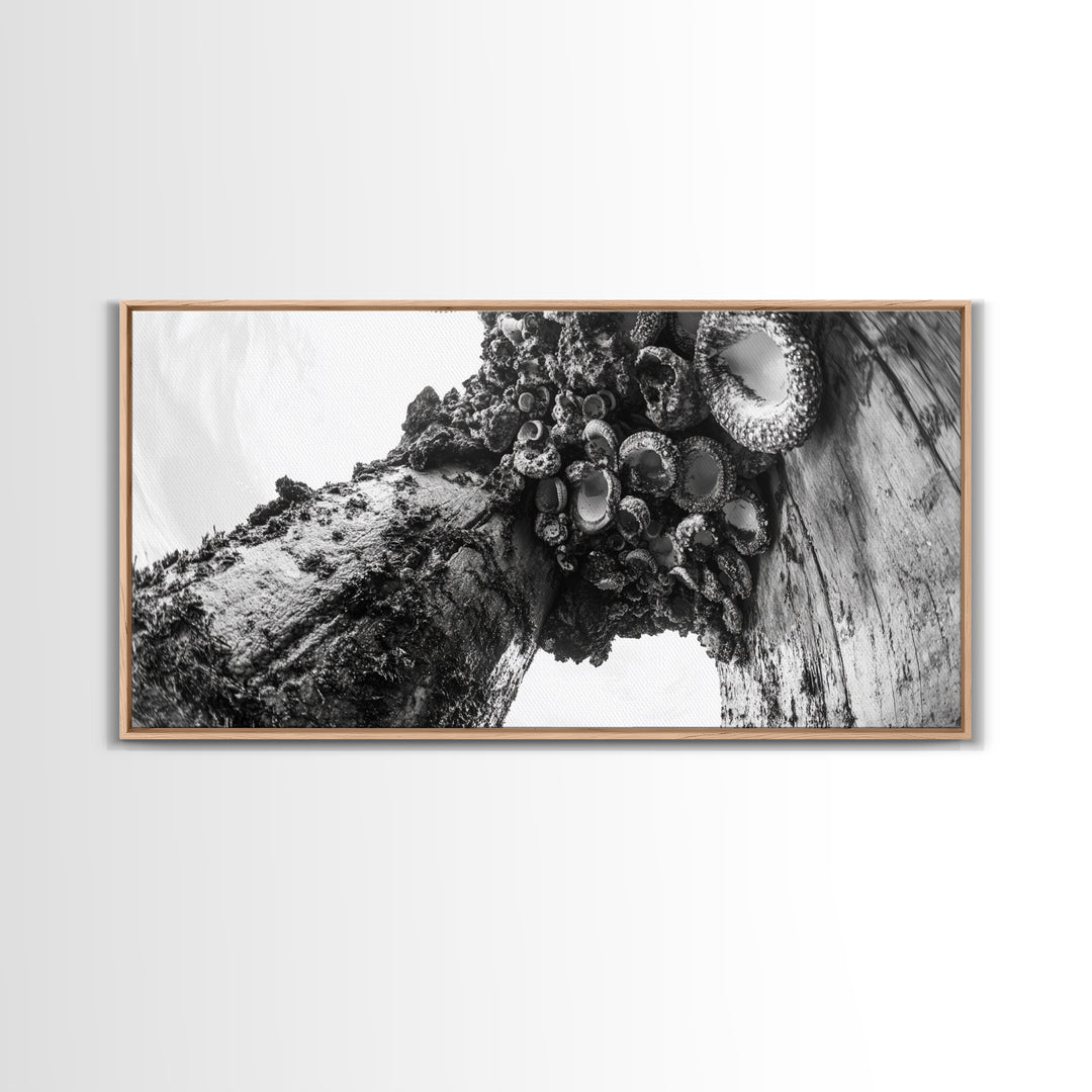 Coastal Texture, Tidepool Abstract, Modern Ocean Nature, Framed Canvas Print, Bathroom Wall Art, Marine Minimalist Photography