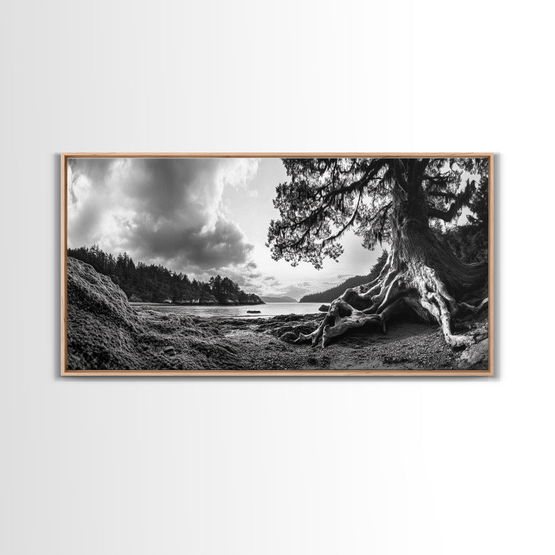 Coastal Tree Roots, Ancient Forest Shore, Pacific Northwest Nature, Moody Black and White Canvas Print, Cabin Wall Art, Woodland Style