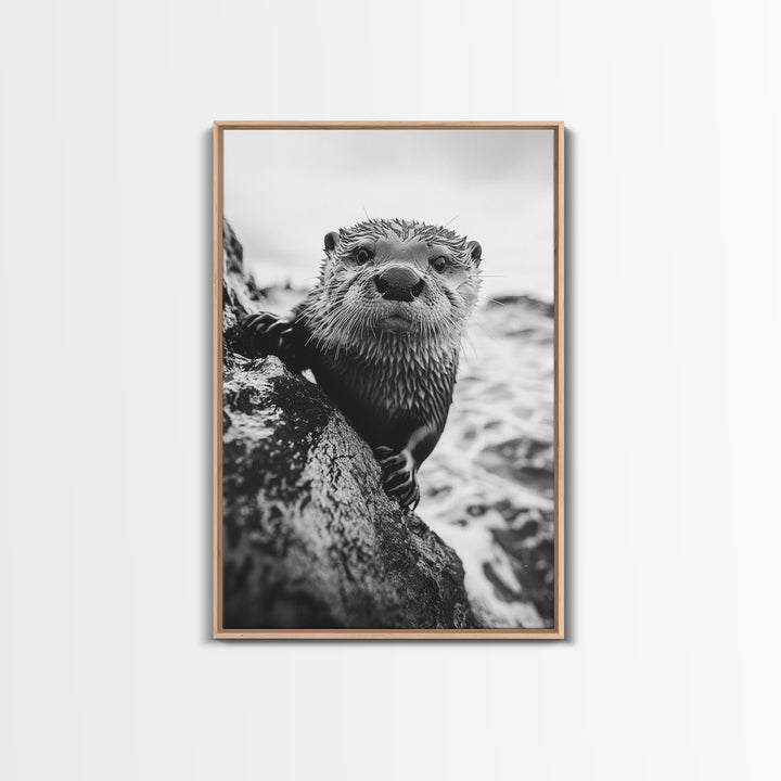 Curious Otter, Coastal Wildlife, Black and White, Animal Photography, Framed Canvas Print, Bathroom Wall Art, Nature Lover Gift