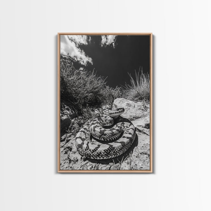 Coiled Snake, Desert Predator, Wild Reptile, Framed Canvas Print, Nature Wildlife Art, Den or Office Decor, Monochrome Animal Photography
