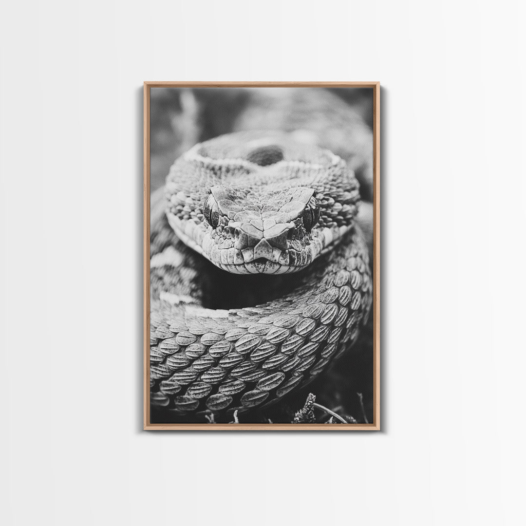 Rattlesnake Face, Coiled Closeup, Venomous Gaze, Canvas Print, Macro Wildlife Wall Art, Reptile Decor, Intense Black White Photography