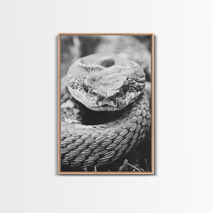 Rattlesnake Face, Coiled Closeup, Venomous Gaze, Canvas Print, Macro Wildlife Wall Art, Reptile Decor, Intense Black White Photography