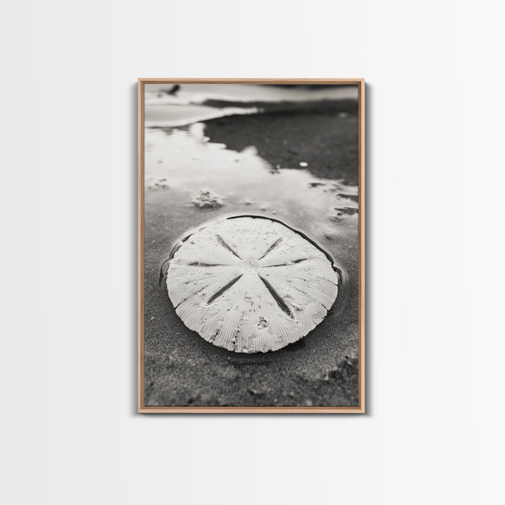 Sand Dollar, Coastal Shore, Ocean Shell Print, Canvas Print, Beachcomber Wall Art, Seaside Bathroom Decor, Nautical Nature Photography