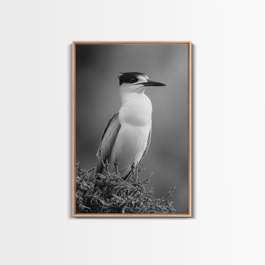 Coastal Bird Portrait, Black White Art, Nature Print, Minimalist Style, Living Room Wall Decor, Framed Canvas Print, Beach House Art