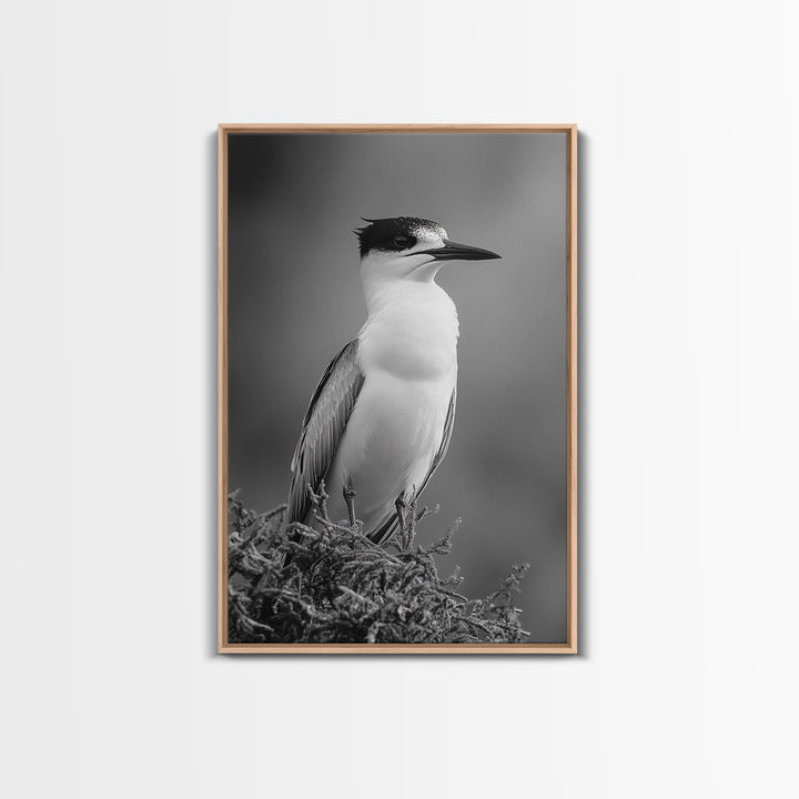 Coastal Bird Portrait, Black White Art, Nature Print, Minimalist Style, Living Room Wall Decor, Framed Canvas Print, Beach House Art