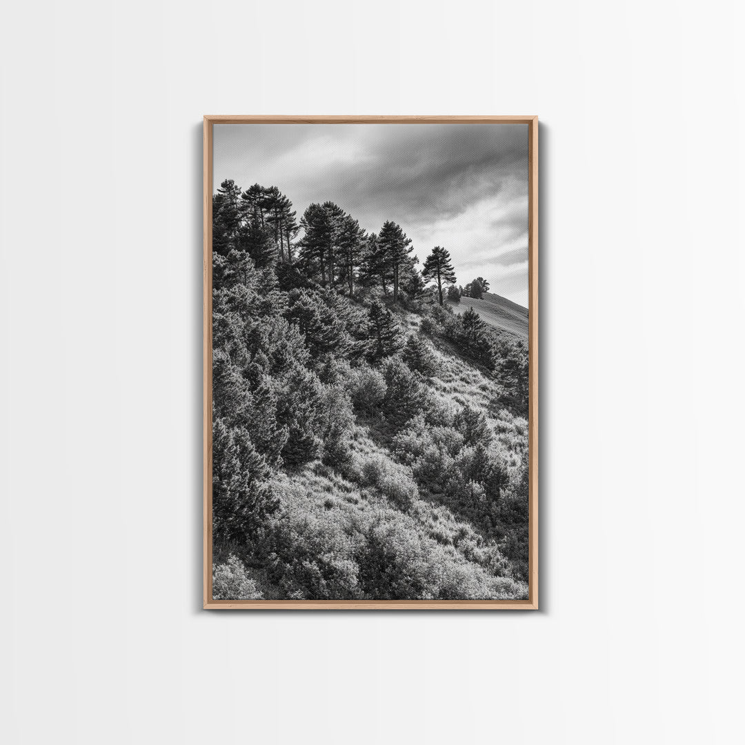 Hillside Forest, Peaceful Pines, Mountain Light, Framed Canvas Print, Nature Wall Art, Cabin Decor, Woodland Landscape Scene