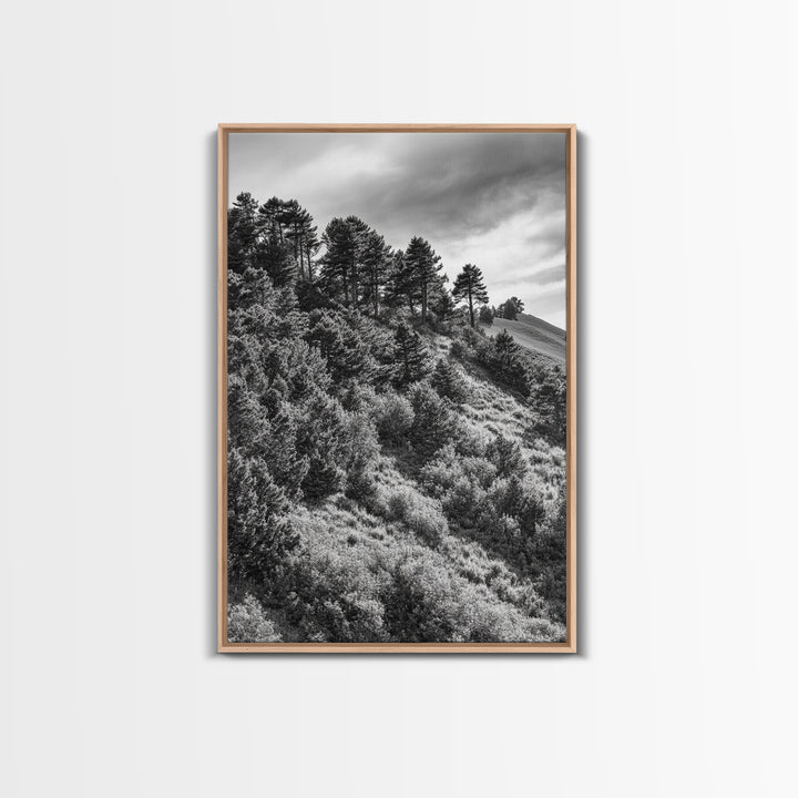 Hillside Forest, Peaceful Pines, Mountain Light, Framed Canvas Print, Nature Wall Art, Cabin Decor, Woodland Landscape Scene