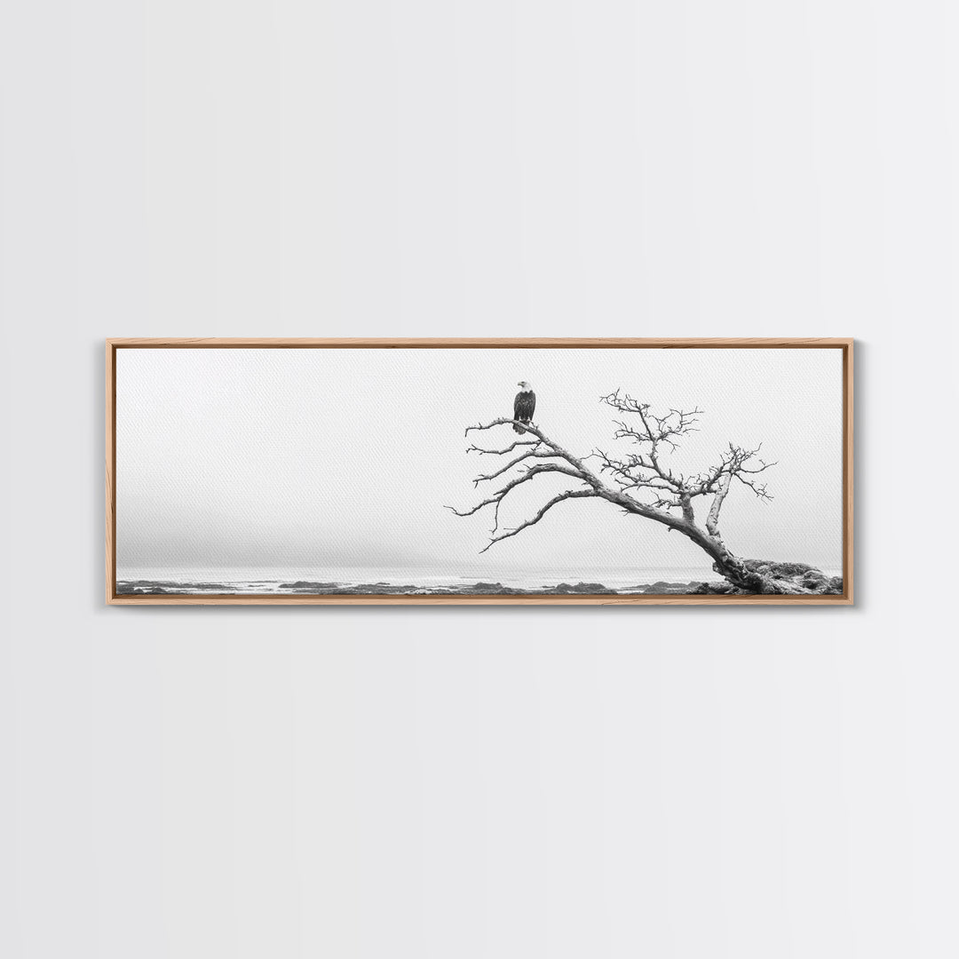 Bald Eagle, Tree Perch, Foggy Coast, Framed Canvas Print, Wildlife Photography, Cabin Wall Art, Rustic Minimalist Decor