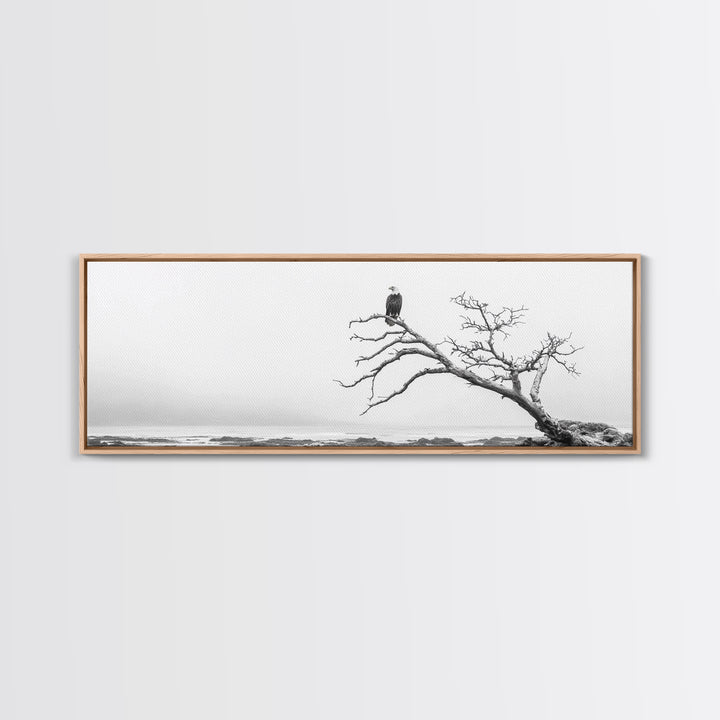 Bald Eagle, Tree Perch, Foggy Coast, Framed Canvas Print, Wildlife Photography, Cabin Wall Art, Rustic Minimalist Decor