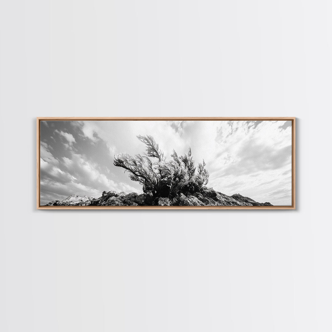 Windswept Kelp Rock, Ocean Botanical, Nature Inspired Canvas Print, Boho Style Art, Bathroom Wall Art, Sea Life Photography