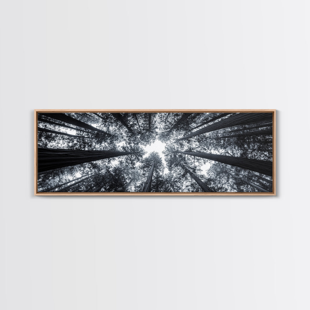 Redwood Trees, Forest Canopy, Looking Upward, Canvas Print, Black and White Nature Art, Meditation Room Decor, Minimalist Wall Art