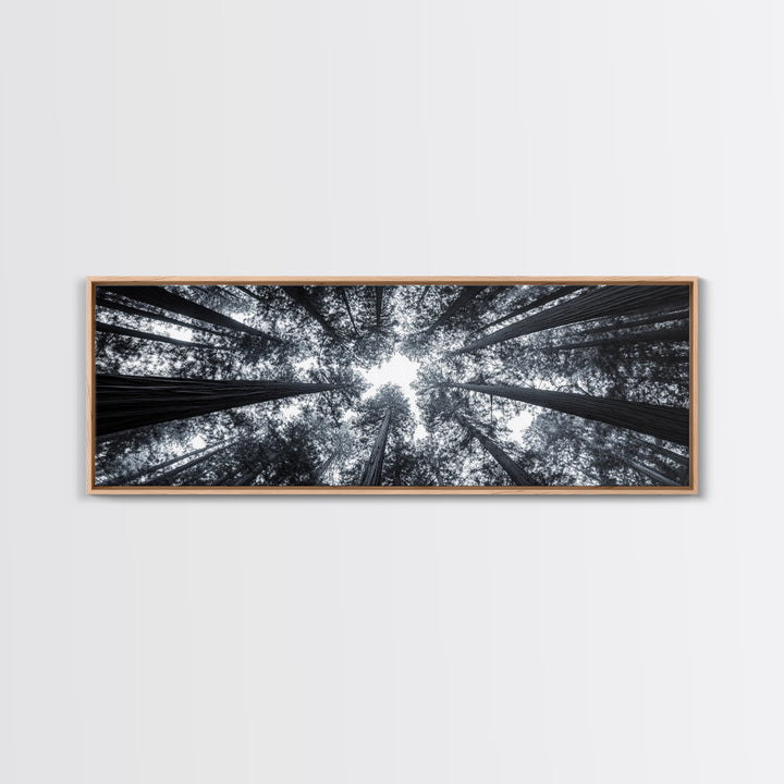Redwood Trees, Forest Canopy, Looking Upward, Canvas Print, Black and White Nature Art, Meditation Room Decor, Minimalist Wall Art