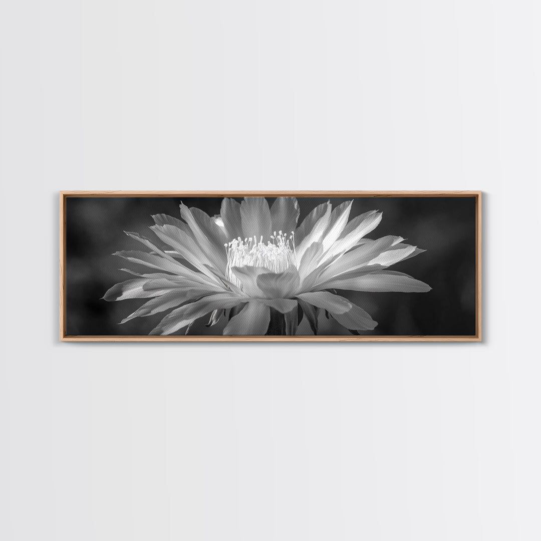 Soft Bloom, Desert Cactus Flower, Close-Up Botanical, Modern Black White Art, Framed Canvas Print, Bathroom Wall Art, Nature Photography