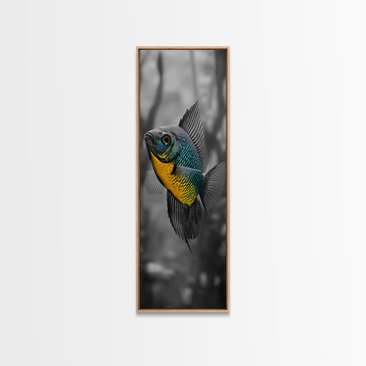 Bluegill Fish, Underwater Life, Bold Colors, Freshwater Beauty, Framed Canvas Print, Nature Art, Bathroom Wall Art, Aquatic Decor