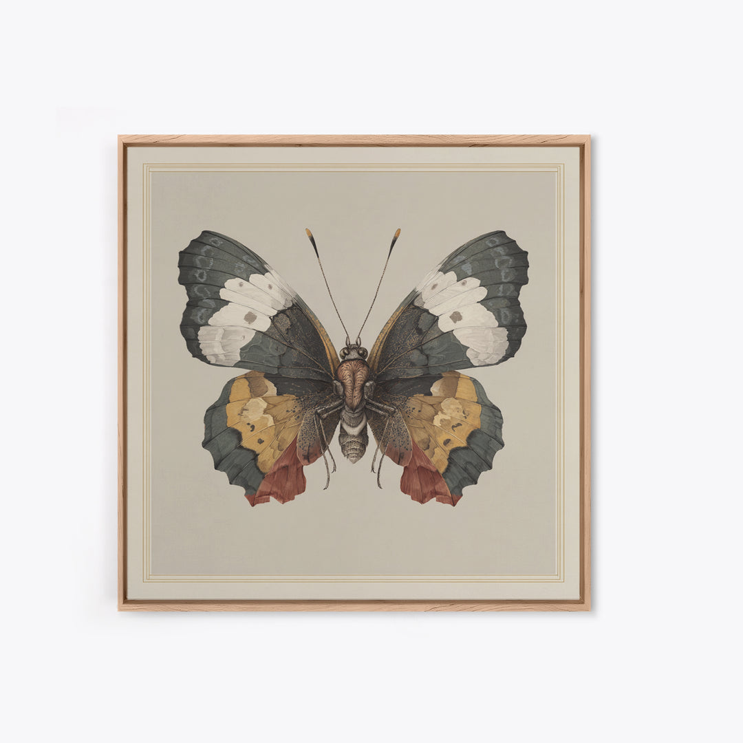 Butterfly Specimen Composition Framed Canvas Print, Animal Art, Original Art, Living Room Decor, Creature, Trendy Wall Art, ANI-1x1-47