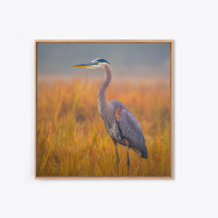 Blue Heron Standing Framed Canvas Print, Animal Art, Statement Artwork, Living Room Decor, Fine Art, Creature, Wall Decor, ANI-1x1-83