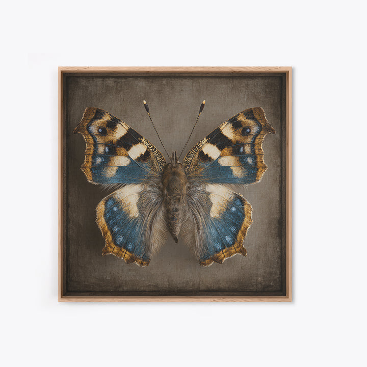 Butterfly Specimen Composition Canvas Print, Animal Art, Neutral Decor, Living Room Decor, Fine Art, Creature, Wall Art, ANI-1x1-95