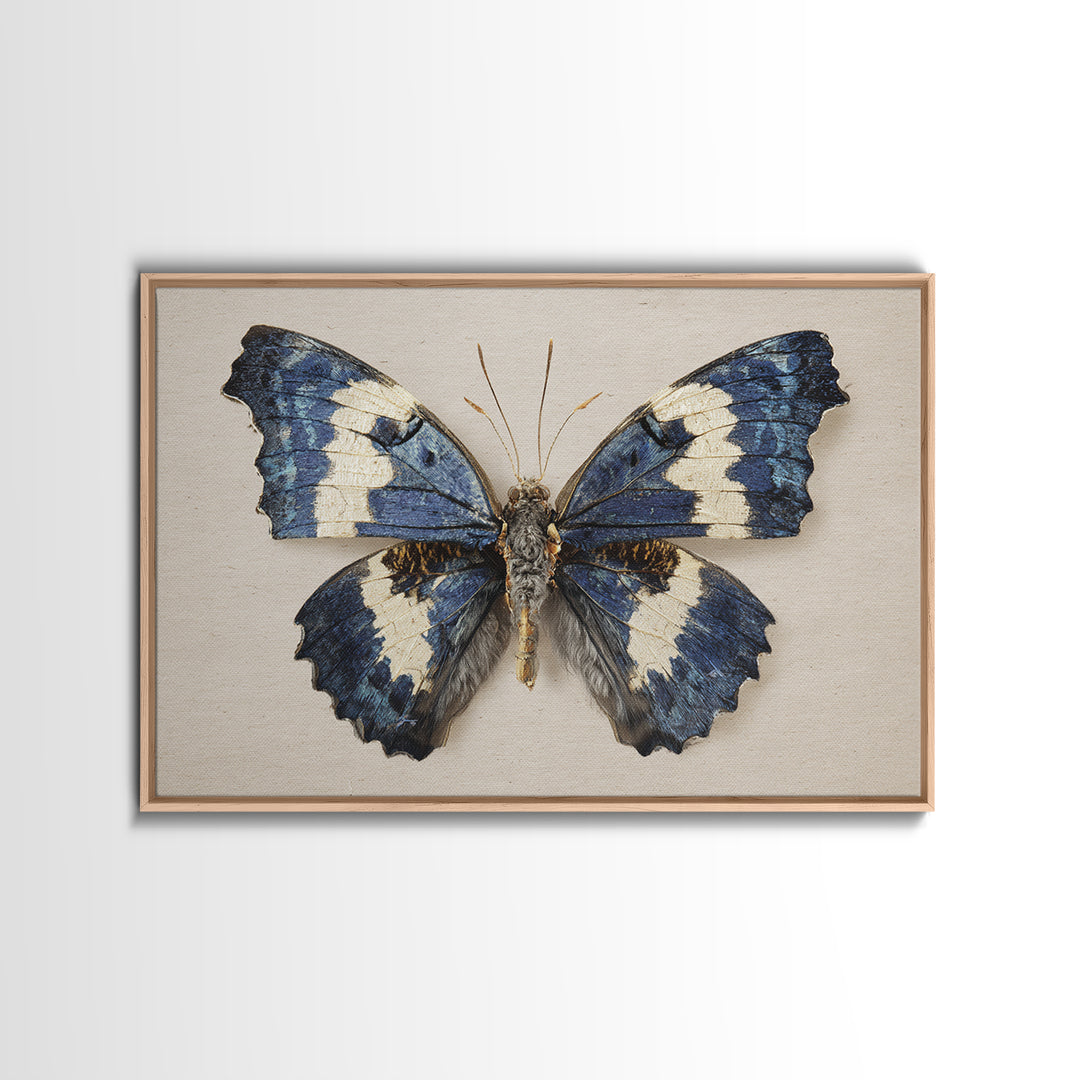 Butterfly Specimen Composition Framed Canvas Print, Animal Art, Farmhouse Decor, Living Room Decor, Fine Art, Creature, ANI-3x2-27