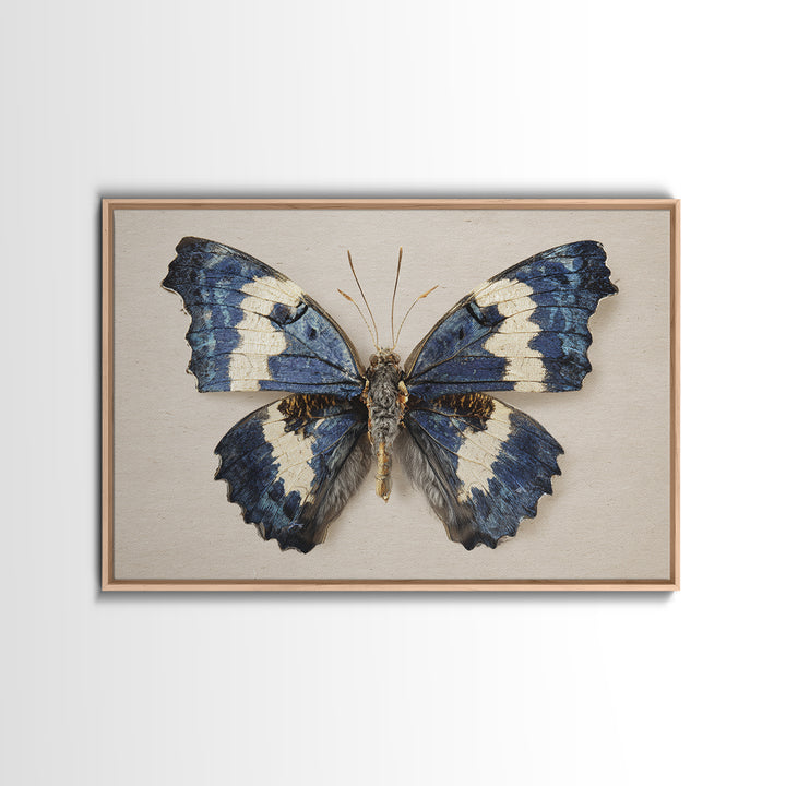 Butterfly Specimen Composition Framed Canvas Print, Animal Art, Farmhouse Decor, Living Room Decor, Fine Art, Creature, ANI-3x2-27