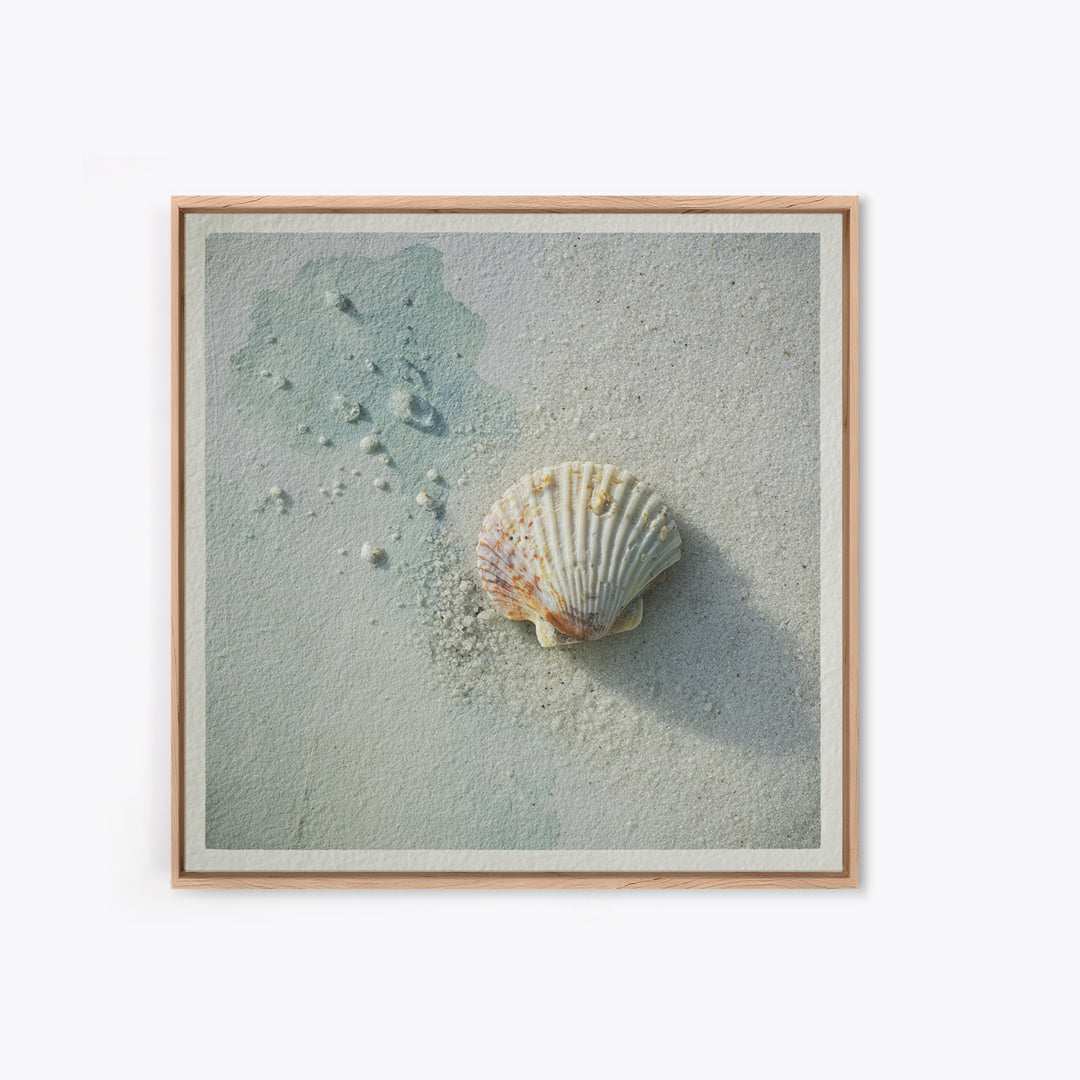 Minimal Seashell Still Life on Pale Sand Canvas Print, Bathroom Art, Gallery Decor, Bathroom Decor, Spa, Minimalist Decor, BAT-1x1-75