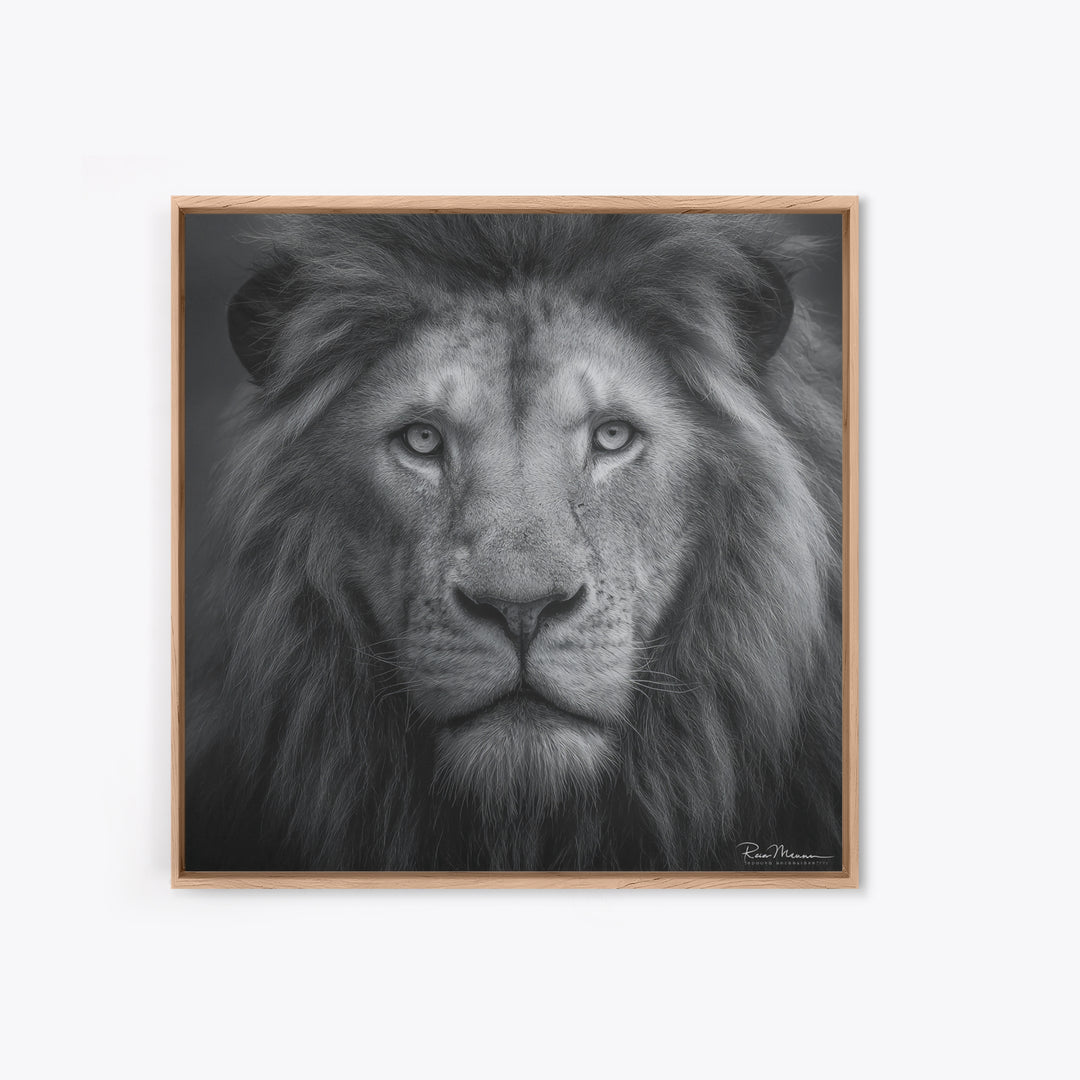 Dramatic Black and White Lion Portrait Canvas Print, Black and White Art, Gallery Decor, Living Room Decor, Monochrome, BAW-1x1-17
