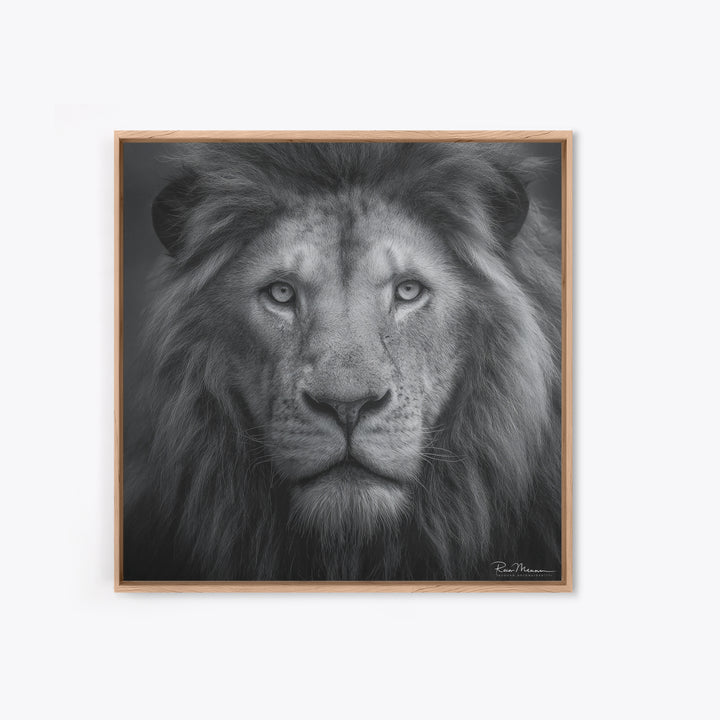 Dramatic Black and White Lion Portrait Canvas Print, Black and White Art, Gallery Decor, Living Room Decor, Monochrome, BAW-1x1-17