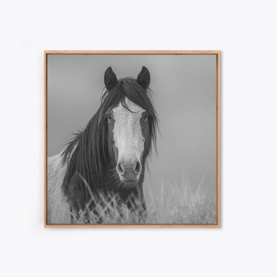 Black and White Wild Horse Portrait Canvas Print, Black and White Art, Fine Art Print, Living Room Decor, Oil Painting, BAW-1x1-5