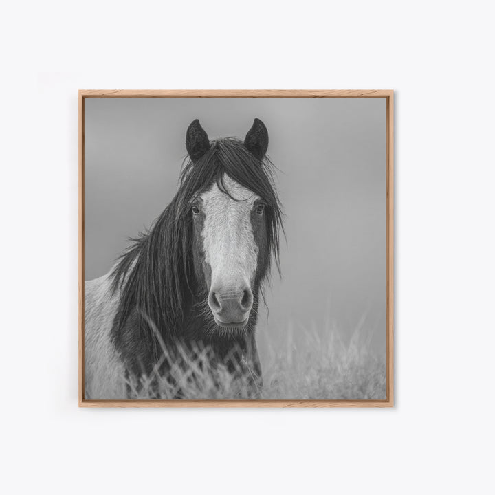 Black and White Wild Horse Portrait Canvas Print, Black and White Art, Fine Art Print, Living Room Decor, Oil Painting, BAW-1x1-5