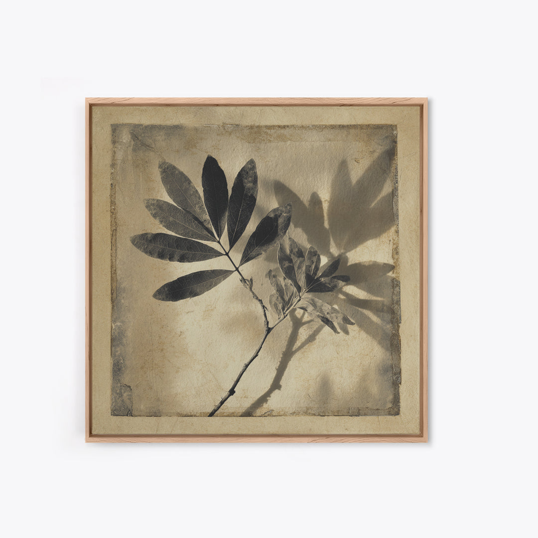 Black and White Botanical Specimen Plate Canvas Print, Black and White Art, Cabin Decor, Living Room Decor, Monochrome, BAW-1x1-71