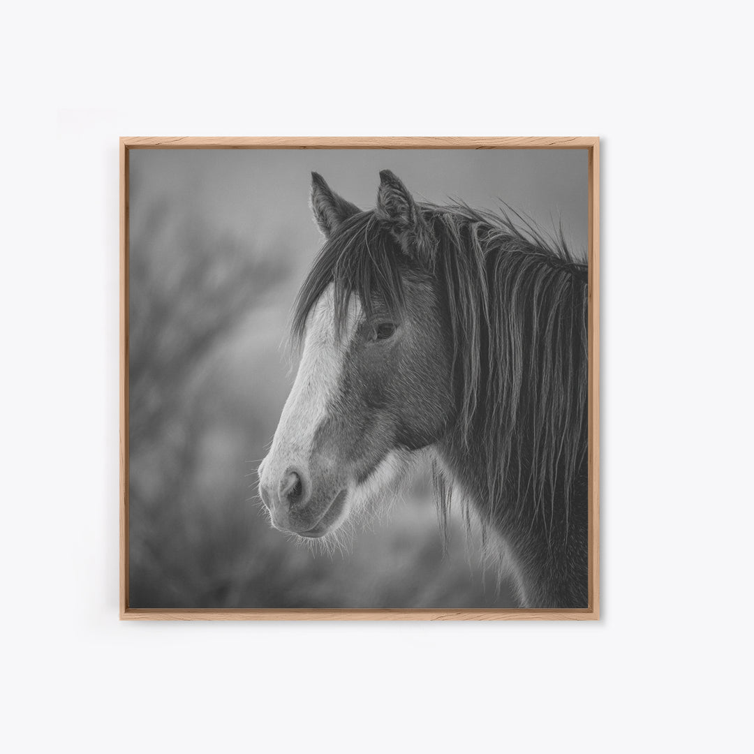 Black and White Wild Horse Portrait Canvas Print, Black and White Art, Art, Living Room Decor, Monochrome, Original Art, BAW-1x1-77