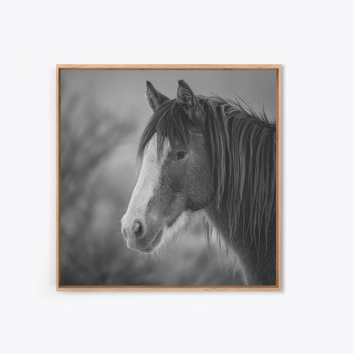 Black and White Wild Horse Portrait Canvas Print, Black and White Art, Art, Living Room Decor, Monochrome, Original Art, BAW-1x1-77