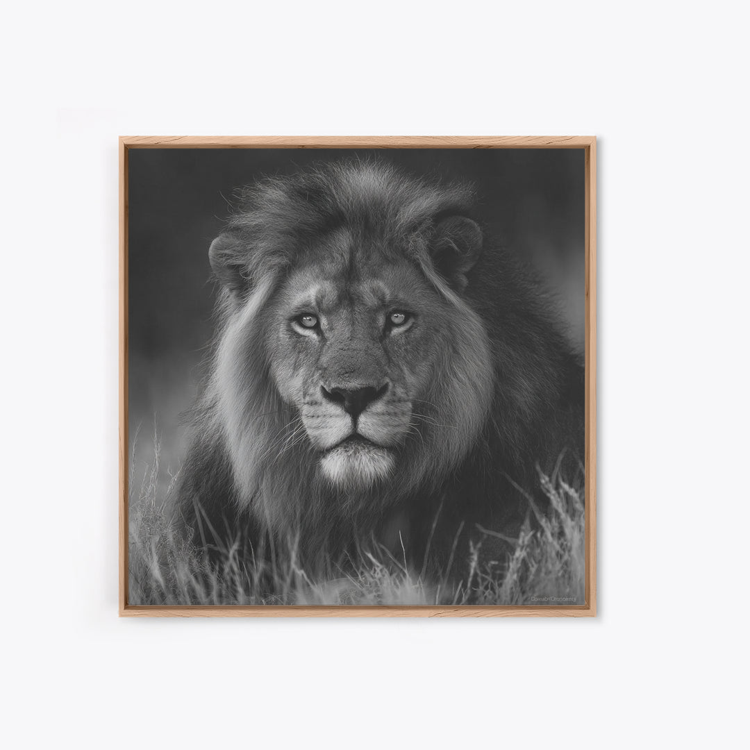 Dramatic Black and White Lion Portrait Canvas Print, Black and White Art, Contemporary Art, Living Room Decor, Monochrome, BAW-1x1-89