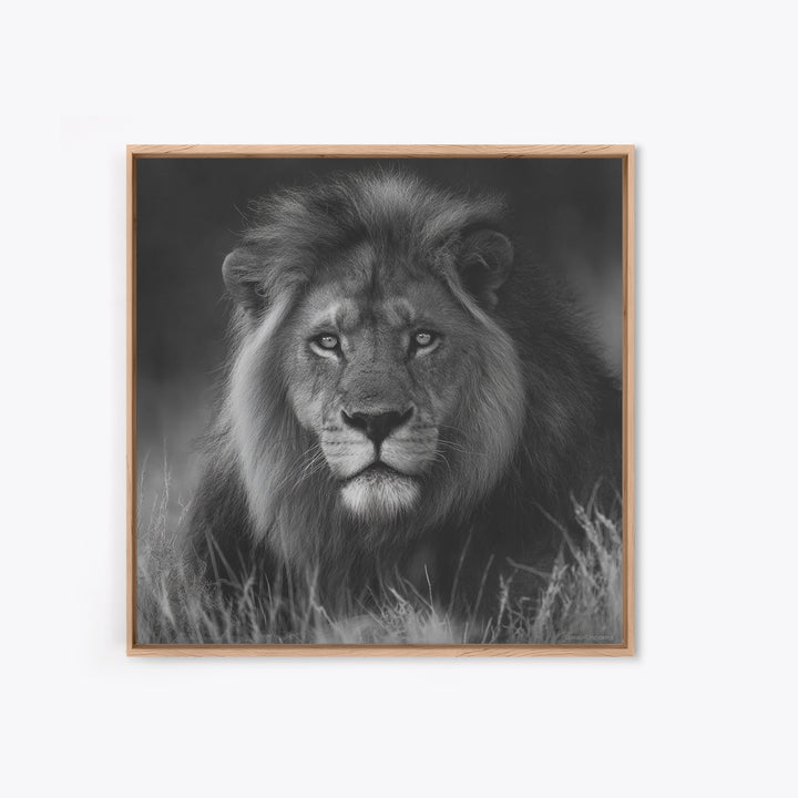 Dramatic Black and White Lion Portrait Canvas Print, Black and White Art, Contemporary Art, Living Room Decor, Monochrome, BAW-1x1-89