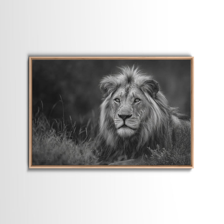 Dramatic Black and White Lion Portrait Canvas Print, Black and White Art, Photography Prints, Living Room Decor, Monochrome, BAW-3x2-21