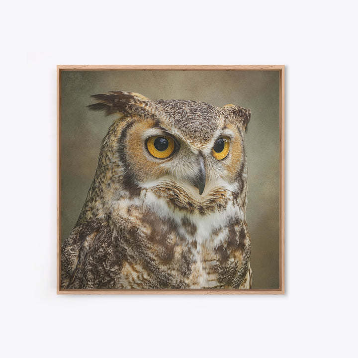 Owl Portrait with Wise Golden Eyes Framed Canvas Print, Bird Art, Fine Art Print, Living Room Decor, Fine Art, Flight, BIR-1x1-53