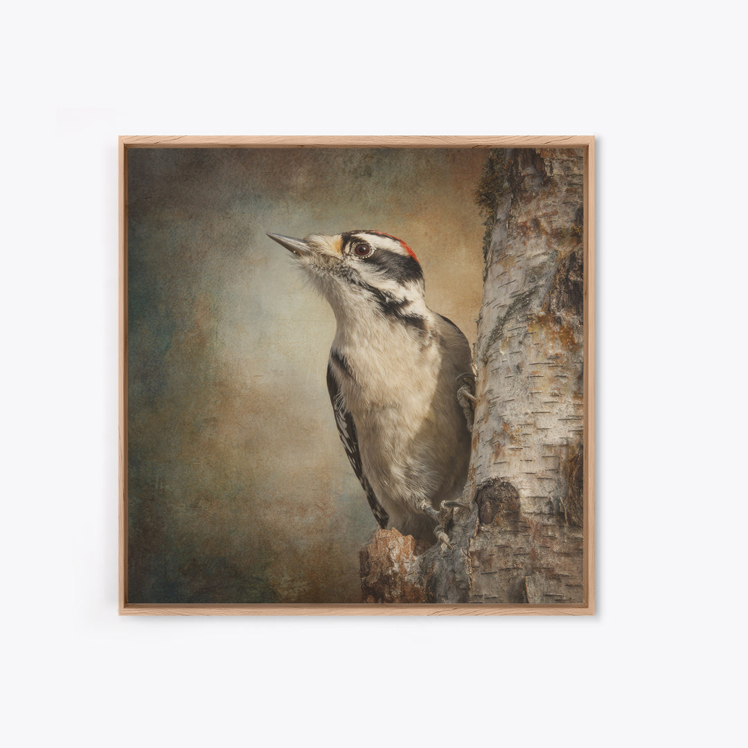 Woodpecker on Birch Bark Texture Framed Canvas Print, Bird Art, Luxury Decor, Living Room Decor, Oil Painting, Flight, BIR-1x1-93