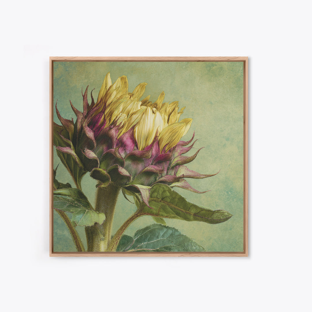 Sunflower Head Closeup Framed Canvas Print, Botanical Art, Framed Wall Art, Living Room Decor, Botanic, Boho Wall Decor, BOT-1x1-16