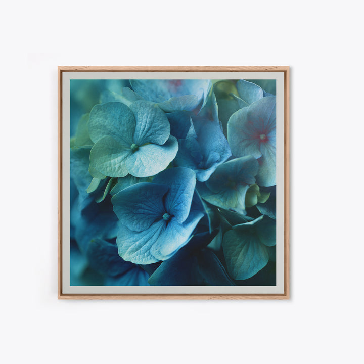 Blue Hydrangea Cluster Framed Canvas Print, Botanical Art, Modern Wall Art, Living Room Decor, Fine Art, Botanic, BOT-1x1-66