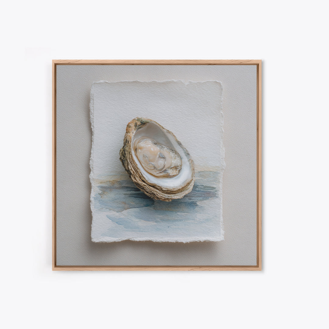 Oyster Shell Study Framed Canvas Print, Coastal Art, Beach Art, Coastal Decor, Oil Painting, Coastal, Room Decor, COA-1x1-51