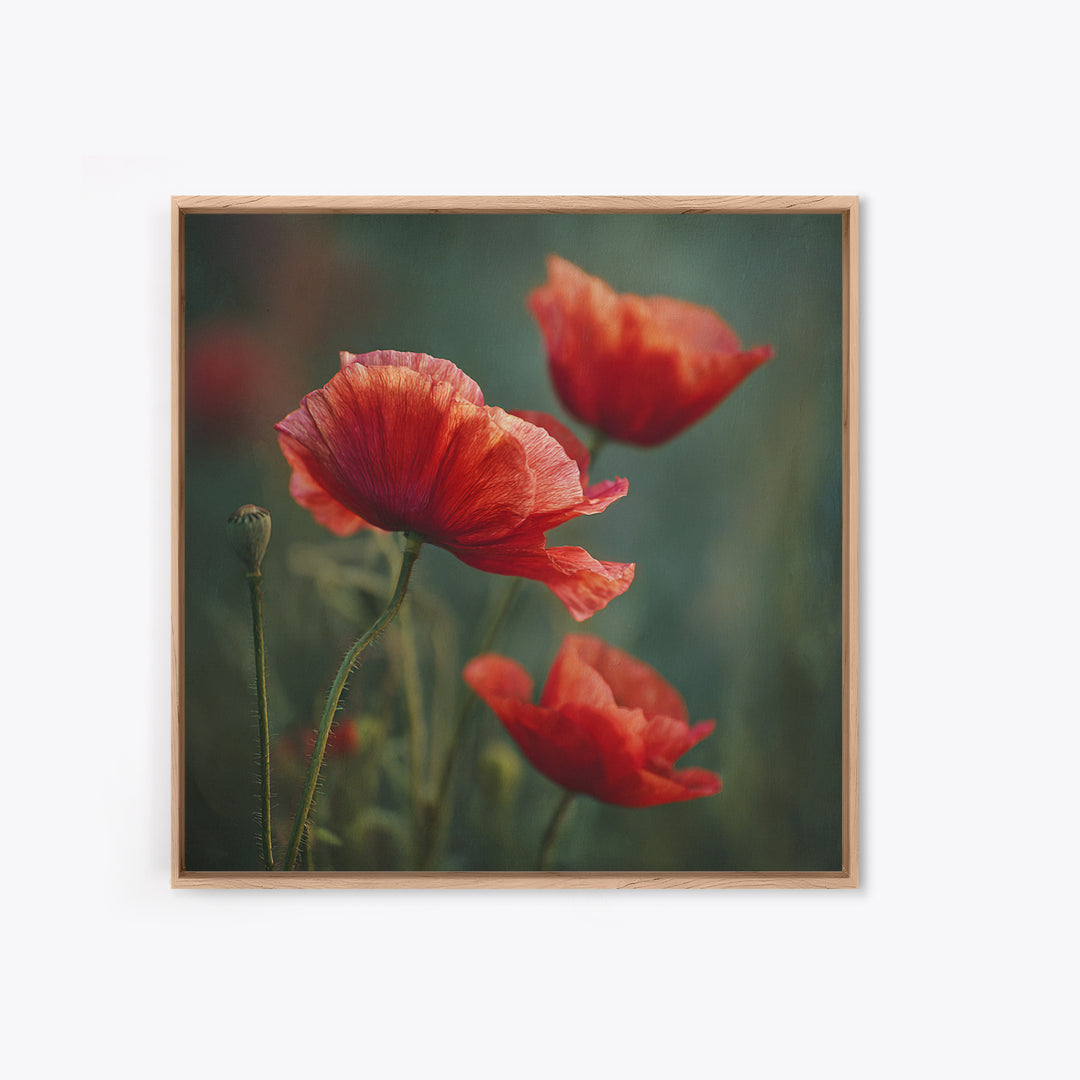 Poppy Field with Red Petals and Green Framed Canvas Print, Floral Art, Gallery Decor, Living Room Decor, Fine Art, Bloom, FLO-1x1-32