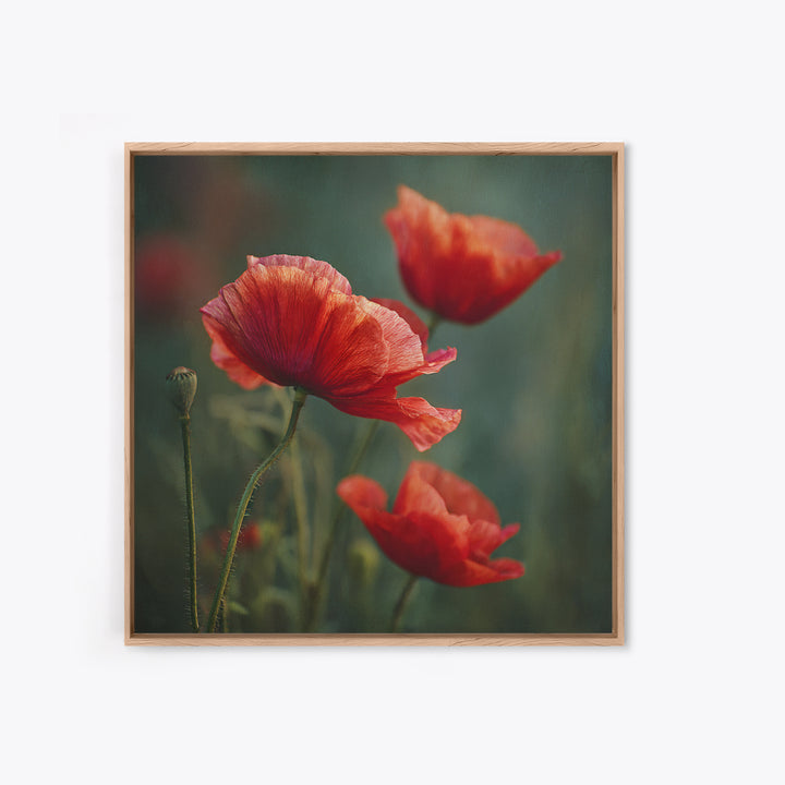 Poppy Field with Red Petals and Green Framed Canvas Print, Floral Art, Gallery Decor, Living Room Decor, Fine Art, Bloom, FLO-1x1-32