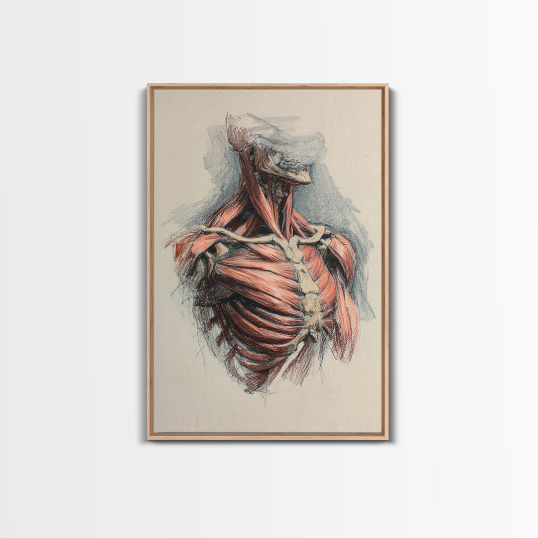 Anatomical Muscle Study Framed Canvas Print, Fitness Studio Art, Modern Decor, Gym Decor, Abstract Art, Motion, FSA-2x3-17
